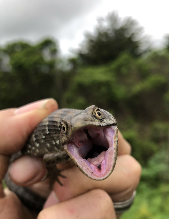 Southern Alligator Lizard